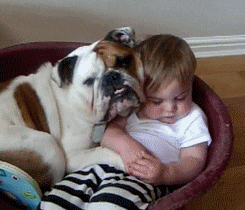 Cuddles Cute Baby And Bulldog GIF
