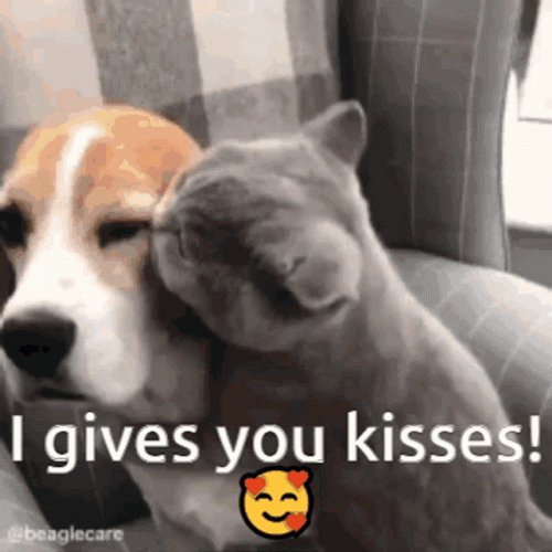 Cuddles Dog And Cat Kisses GIF