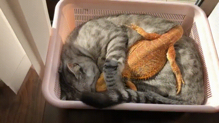 Cuddles Kitty Lizard GIF