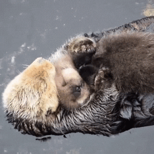 Cuddles Mother Sea Otter GIF