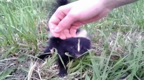 Cuddling Cute Baby Skunk GIF