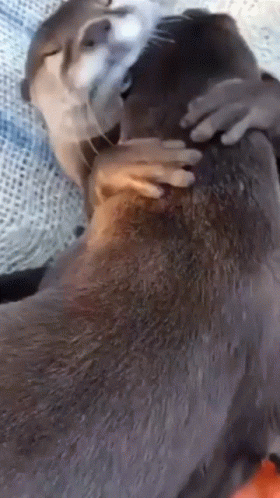 Cuddling Pair Of Otter GIF