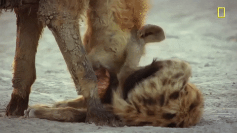 Cuddling With Mother Hyena GIF