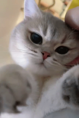Cuddly Cat Kiss Camera GIF