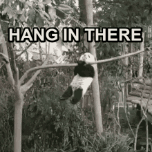 Cuddly Panda Hanging On Tree There GIF