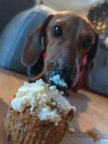 Dog Eating Cupcake GIF