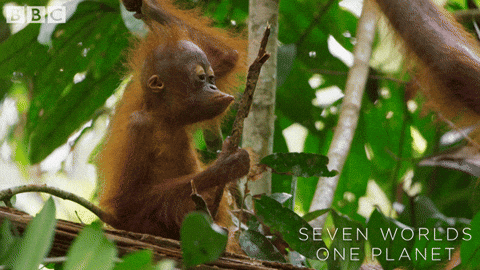Curious Baby Orangutan Monkey Tasting Branch GIF