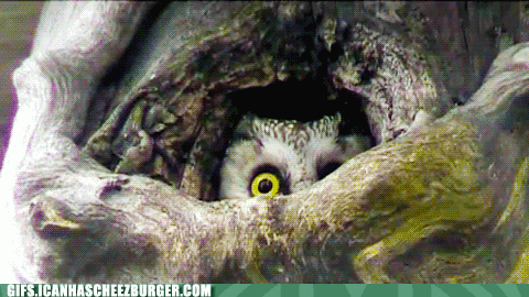 Curious Baby Owl GIF