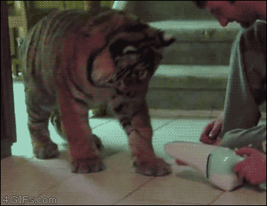 Curious Baby Tiger GIF