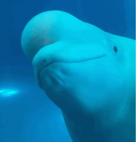 Curious Beluga Snipping GIF