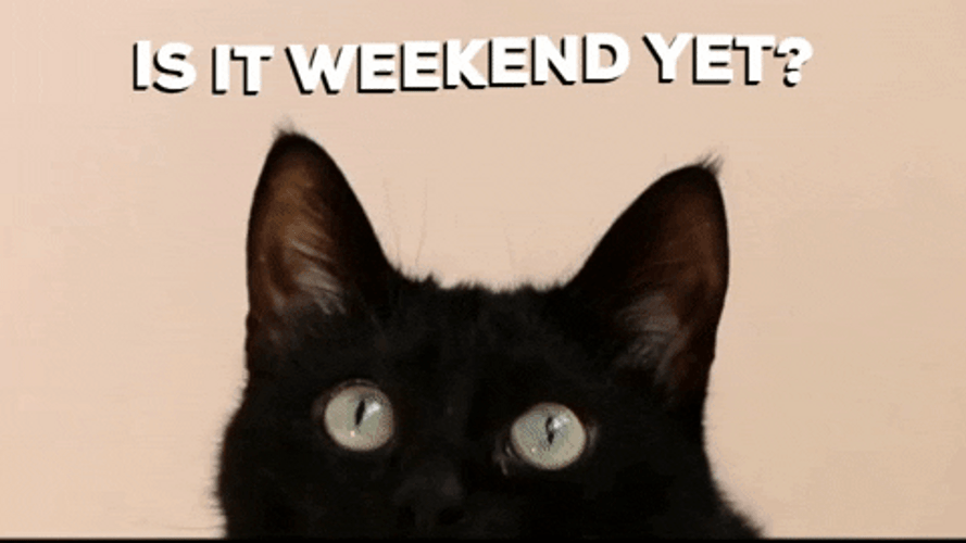 Curious Black Cat Is It Friday Yet GIF