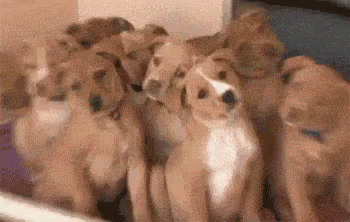Curious Confused Dog GIF