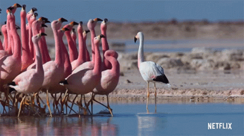 Curious Flamingo GIF
