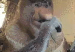 Curious George Big Nose Monkey GIF