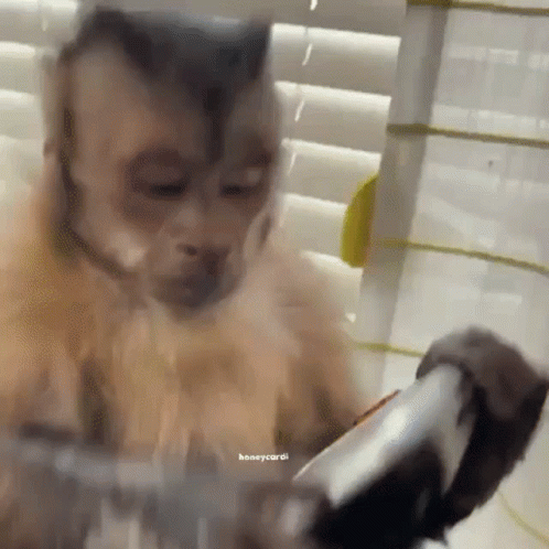 Curious George Click GIF