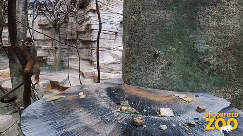 Curious George Real Monkey GIF