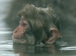 Curious George Soaking Wet GIF
