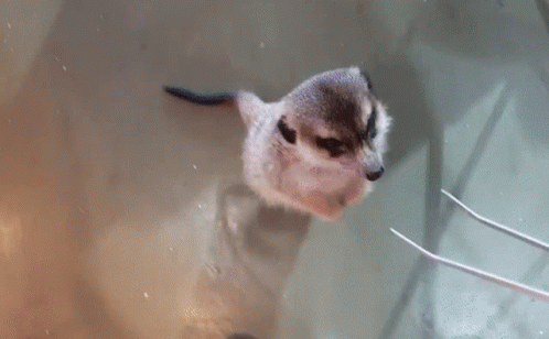 Curious Meerkat Biting Tong Clipper GIF