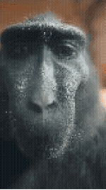 Curious Monkey Looking Closely Meme GIF