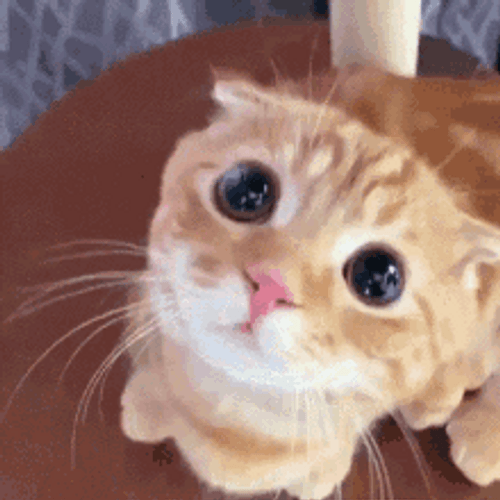 Curious Orange Cute Cat GIF