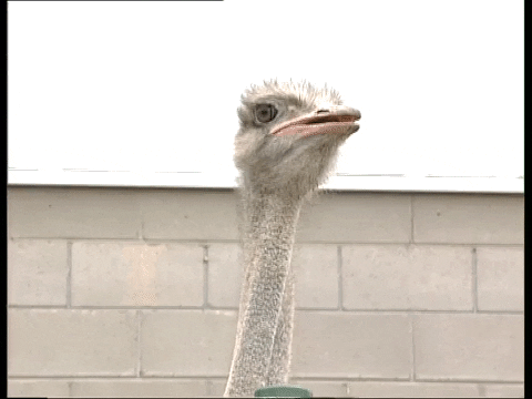 Curious Ostrich Looked Around GIF