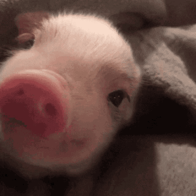 Curious Pig Gif GIF