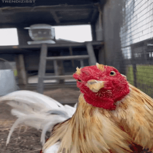 Curious Rooster Checking Out Camera GIF
