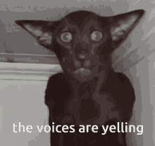 Cursed Cat Hearing Voices GIF