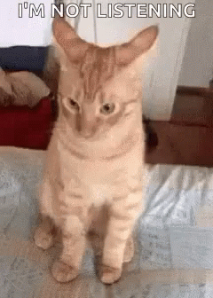 Cut Cat Not Listening GIF