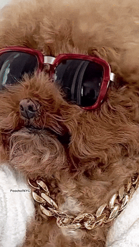 Cute Afro Haired Poodle Chilling GIF