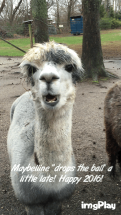 Cute Alpaca Munch GIF