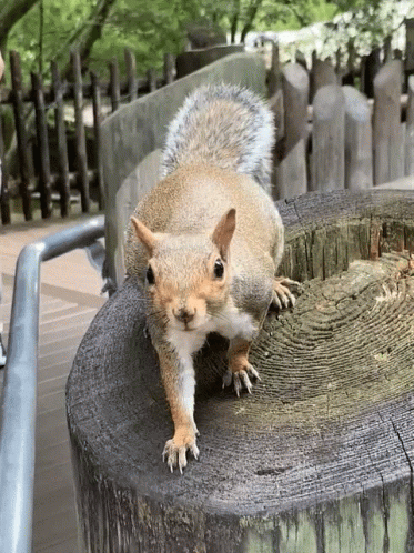 Cute And Afraid Squirrel Meme GIF