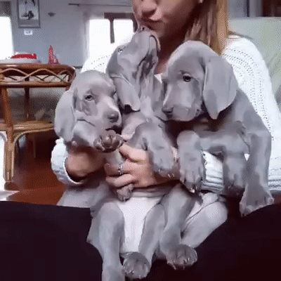 Cute And Cuddly Innocent Puppies GIF