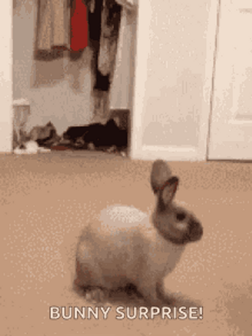 Cute And Playful Bunny Surprise GIF