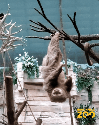 Cute Anima Sloth Hanging Upside Down GIF