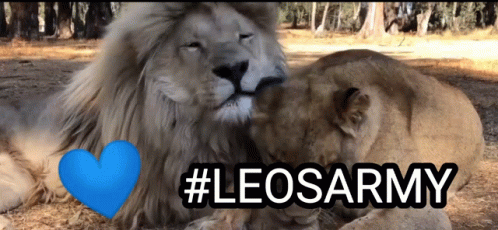 Cute Animal Couple Leo Cuddles GIF