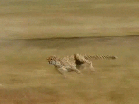Cute Animal In Tail Grass Cheetah Running GIF
