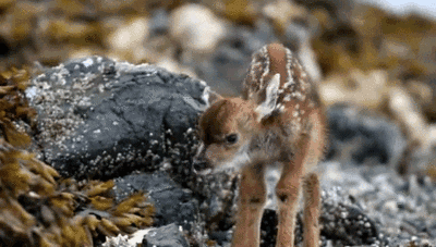 Cute Animals Baby Dear Ear Flap GIF