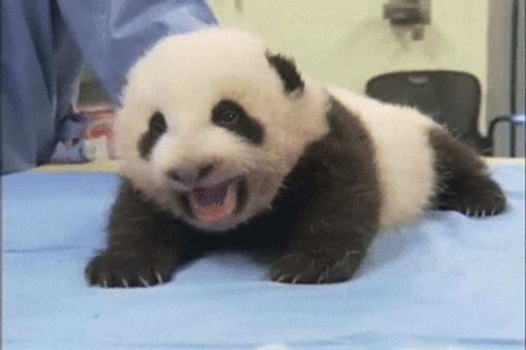 Cute Animals Baby Panda Yawn GIF 