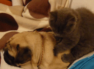 Cute Animals Cat Back Rubbing Pug GIF