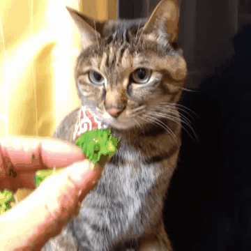 Cute Animals Cat Food Snatch GIF