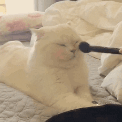 Cute Animals Cat Makeup GIF 