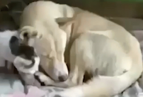 Cute Animals Cat Snuggles With Friend Dog GIF