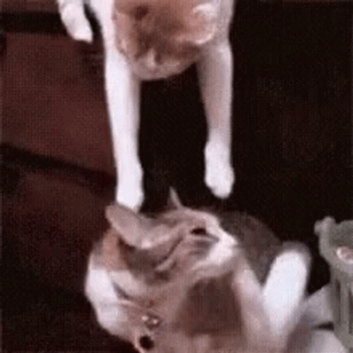 Cat friends dolphin GIF - Find on GIFER