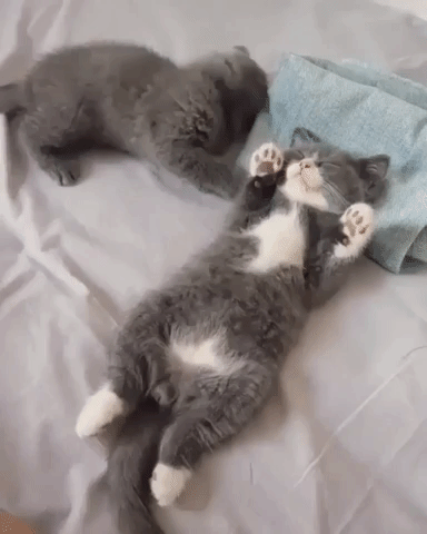 Cute Animals Cats Snuggle At Bed GIF