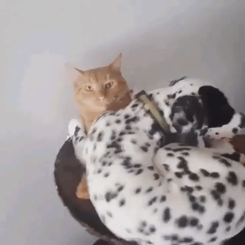 Cute Animals Dog And Cat In Tower GIF