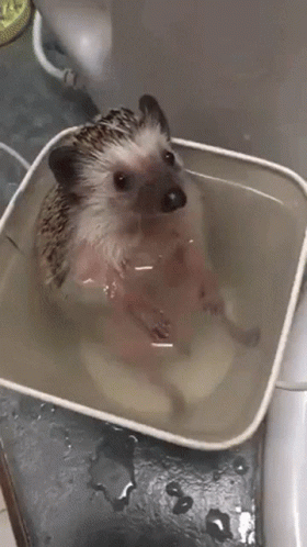 Cute Animals Hedgehog Bath Time GIF