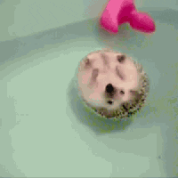 Cute Animals Hedgehog Float GIF