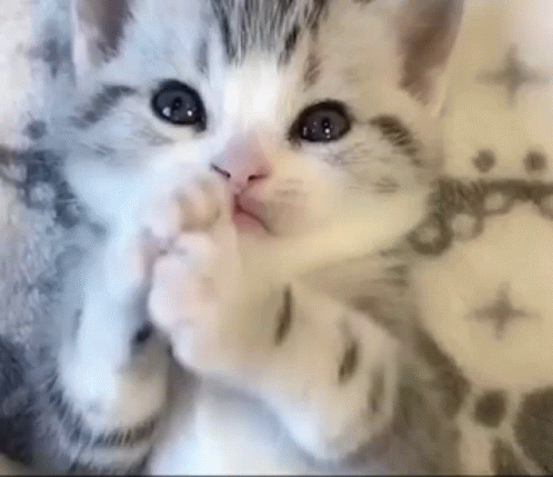 Cute Animals Kitten Eating Paws GIF