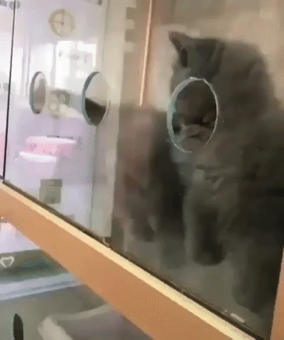 Cute Animals Kitten Slips Out Glass Cage GIF